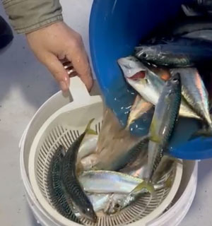 dogru balik avi zamani